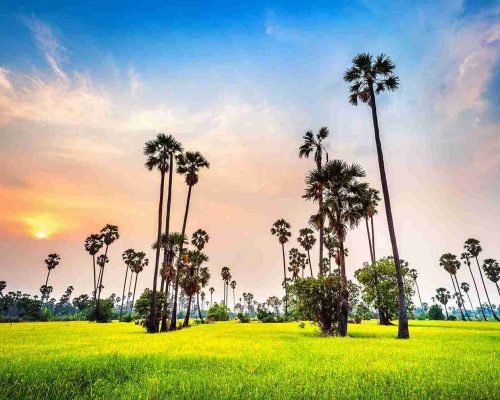 landscape-sugar-palm-rice-field-sunset_11zon-rkdrb8coclvnn5j5nebeuagbhazmwsfkja1k9nkom8