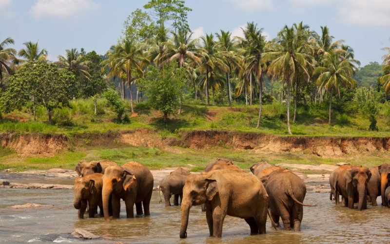 elephants-sri-lanka